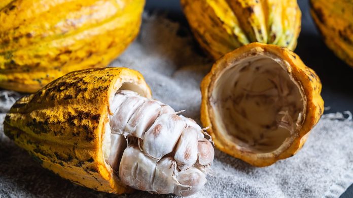 Record-breaking cocoa prices soar