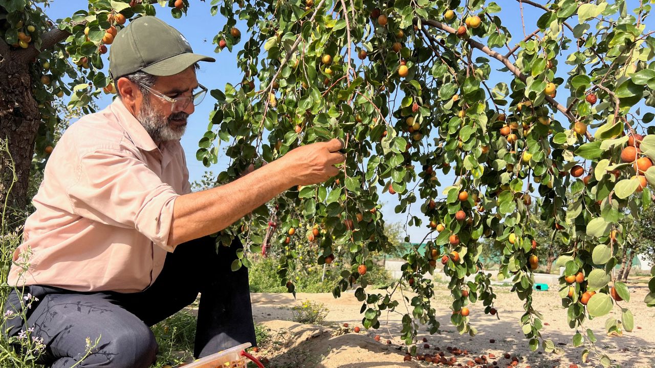 In response to dwindling water resources and a failing date palm business, Iraqi farmer Ismail Ibrahim has opted to plant sidr, or jujube, trees instead.