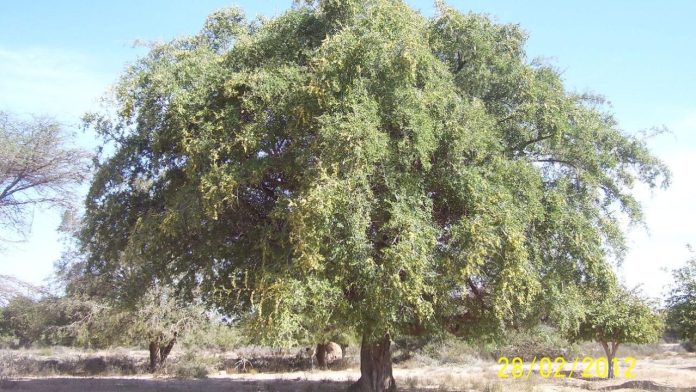 Facing Water Shortages, Iraqi Farmers Shift to Sidr Trees