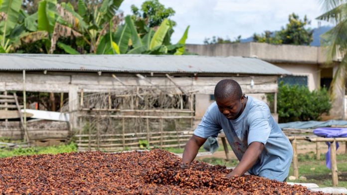 Ghana's Cocoa Crisis Worsens as Cedi Plunges by 8.3%
