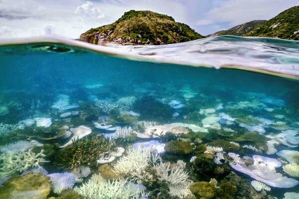 Zoo-Bred Corals Boost Europe's Biggest Reef, Sparking Scientific Optimism