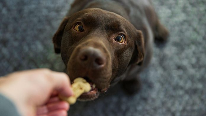 Lab-Grown Chicken Approved for Pet Food in Europe by Meatly