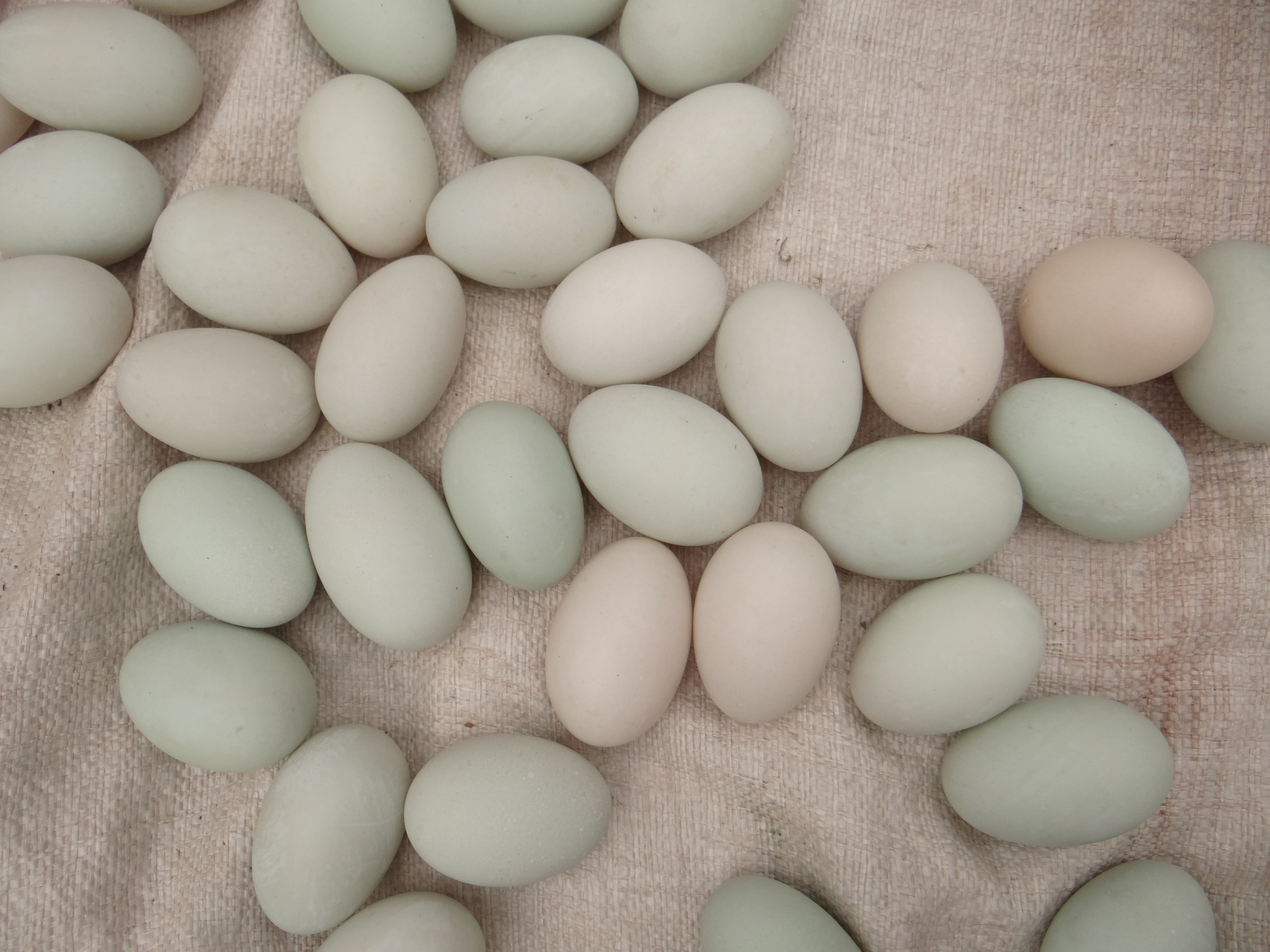 Salmonella Infections in Ireland Linked to Duck Eggs; FSAI Issues Safety Warning