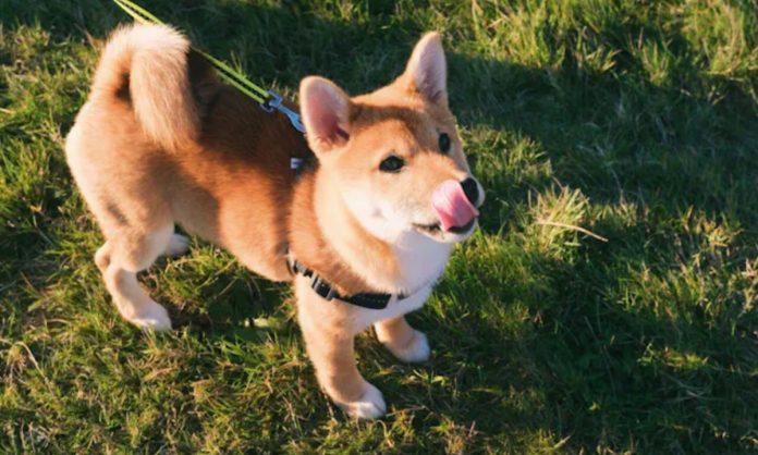 Shiba Inu Faces Price Drop and Ecosystem Decline Amid Market Correction