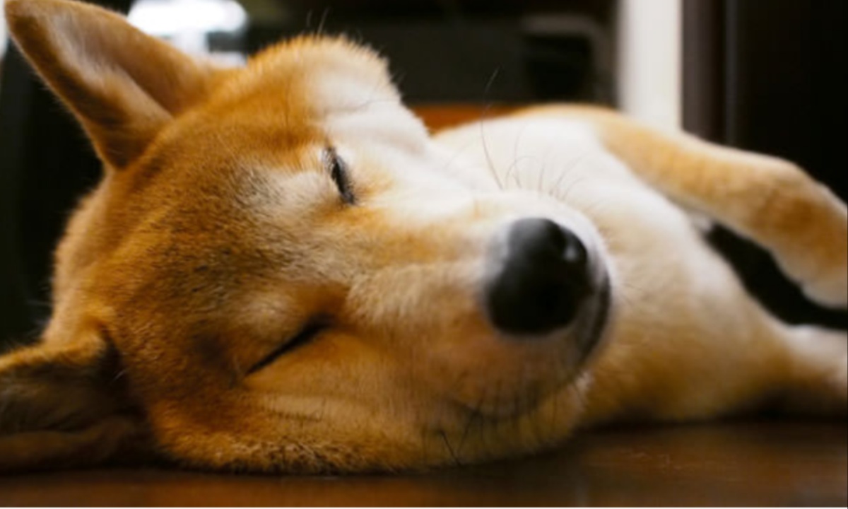 Shiba Inu Faces Price Drop and Ecosystem Decline Amid Market Correction