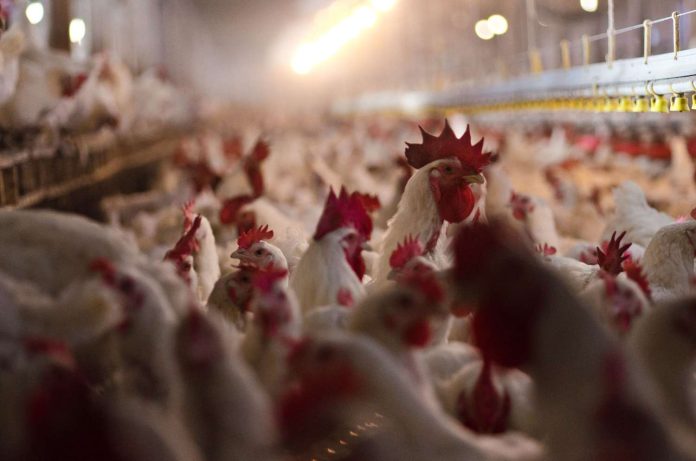 New Study Reveals Underreported Bird Flu Cases Among Livestock Workers, Highlighting Gaps in Surveillance Systems