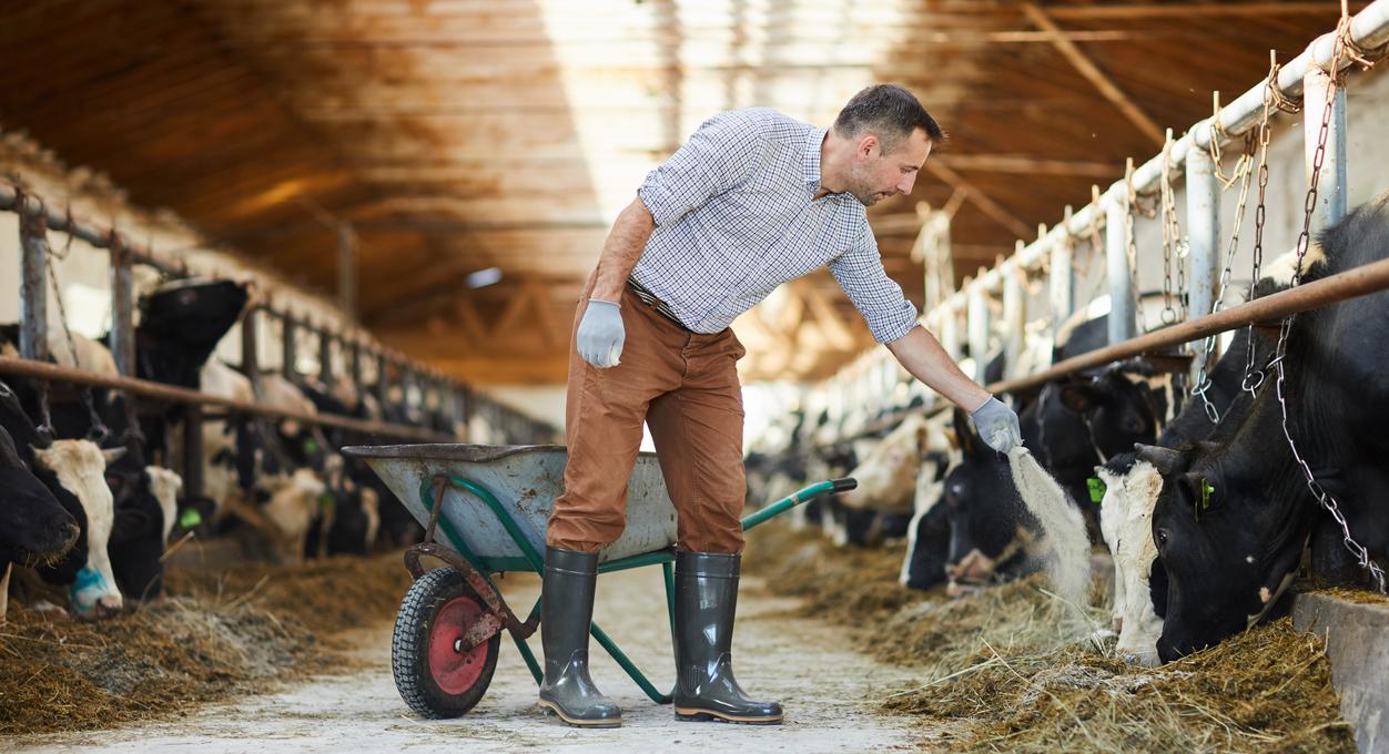 New Study Reveals Underreported Bird Flu Cases Among Livestock Workers, Highlighting Gaps in Surveillance Systems