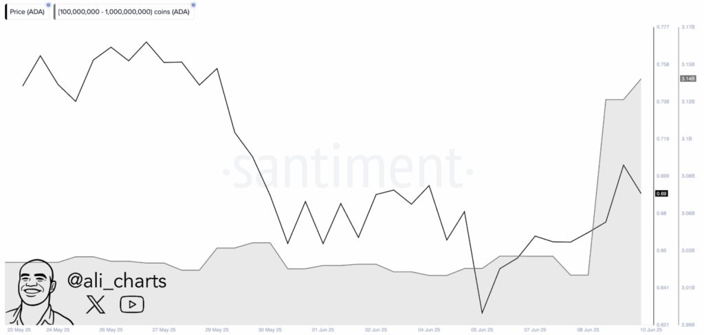 Cardano whales movement